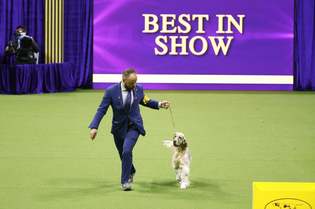 Cider the English Setter, winner of the Sporting Group, competes for Best in Show at the 147th Annual Westminster Kennel Club Dog Show as we look at our Westminster Dog Show odds.